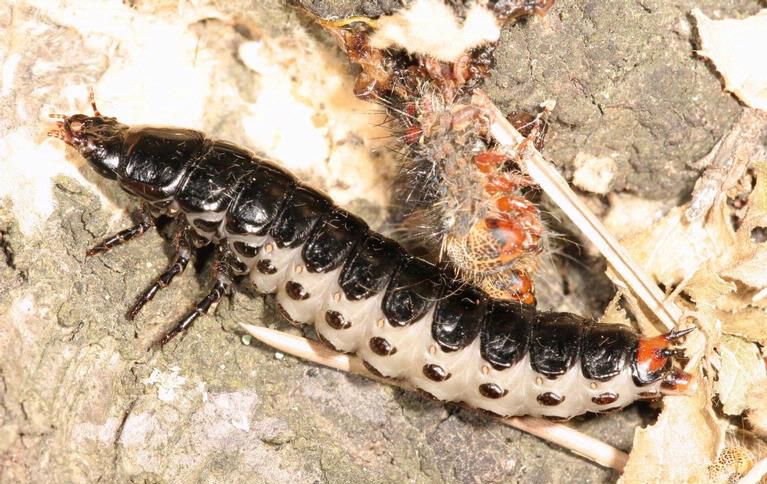 File:Calosoma sycophanta larva.jpg