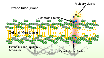 File:Cell Adhesion.png