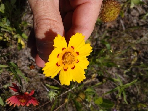 File:Cleveland powell coreopsis nuecensis.1.jpg