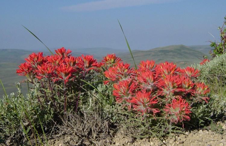 File:Common Paintbrush in Fossil Butte NM-750px.JPG