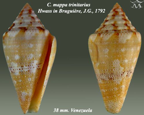 File:Conus mappa trinitarius 1.jpg