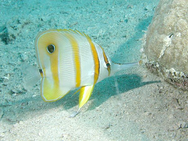 File:Copperband Butterflyfish.jpg