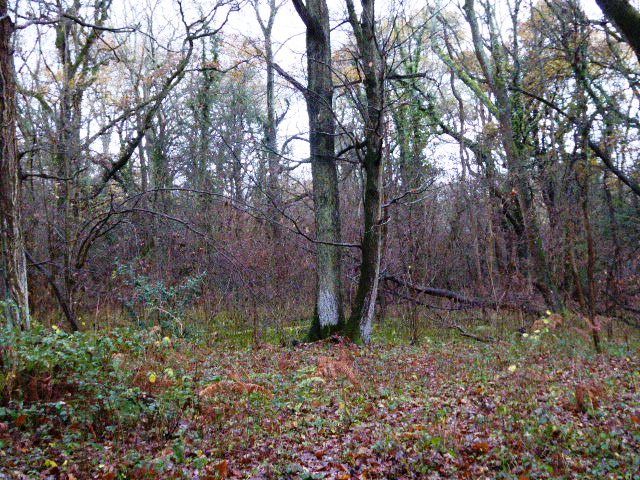 File:Cucknell's Wood (1).jpg