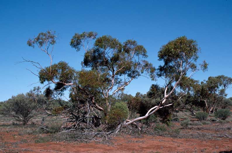 File:Eucalyptus concinna habit.jpg