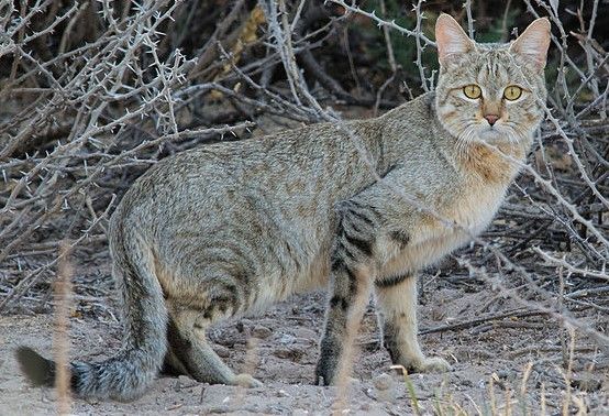 File:Felis silvestris cafra.jpg