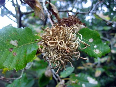 File:Gall on quercus boissieri, Israel.jpg