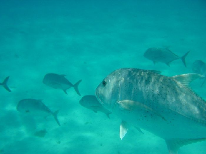 File:Giant trevally school.jpg