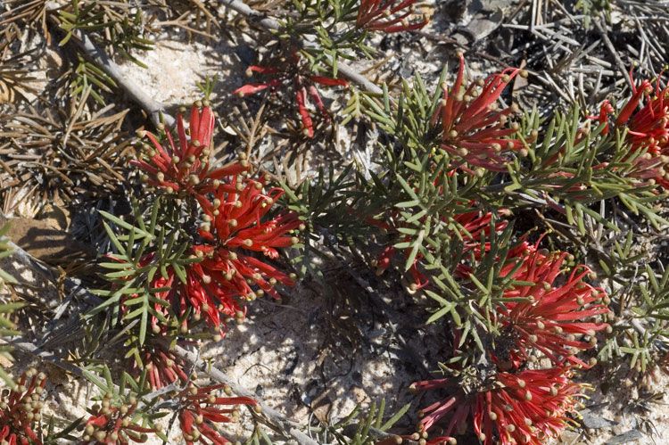 File:Grevillea huegelii.jpg