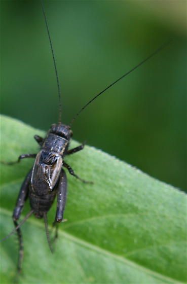 File:Gryllus pennsylvanicus.jpg