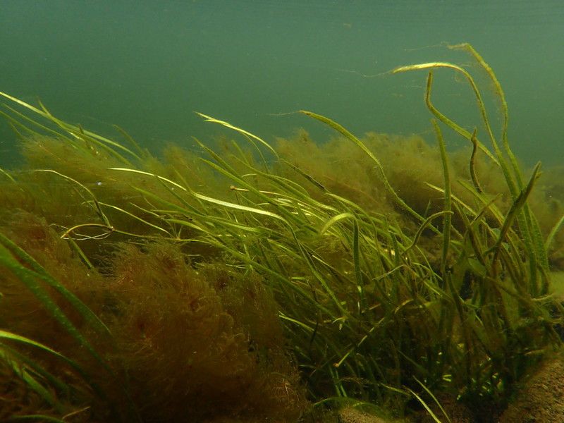 File:Luronium natans in a river.jpg