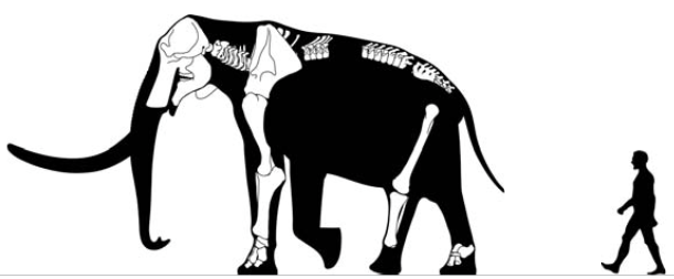 File:M. subplanifrons skeletal.png