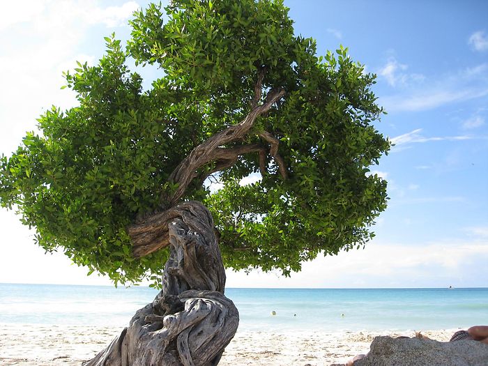 File:Mangrove tree (Conocarpus erectus) Aruba.jpg