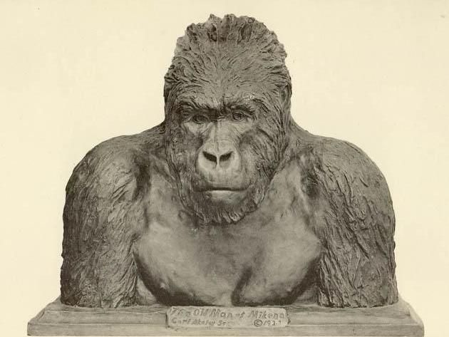 File:Mountain Gorilla bust by Carl Akeley.jpg