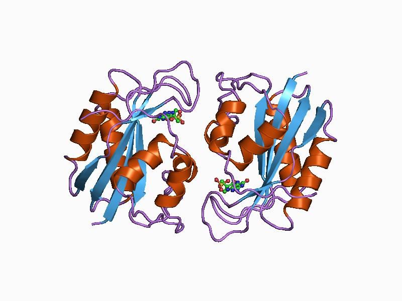 File:PDB 1cbk EBI.jpg