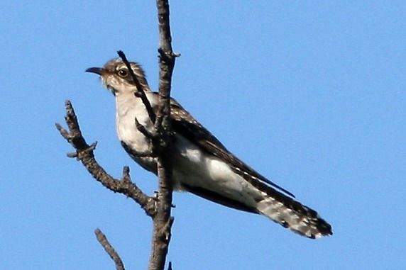 File:Pallid Cuckoo immature.jpg