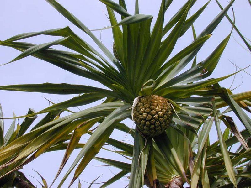 File:Pandanus.jpg