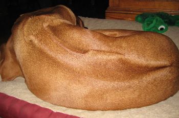 File:Rhodesian Ridgeback double swirl.jpg