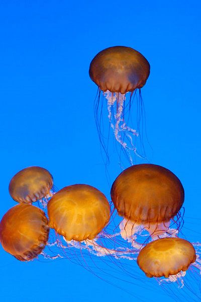 File:Six-Sea-Nettles.jpg