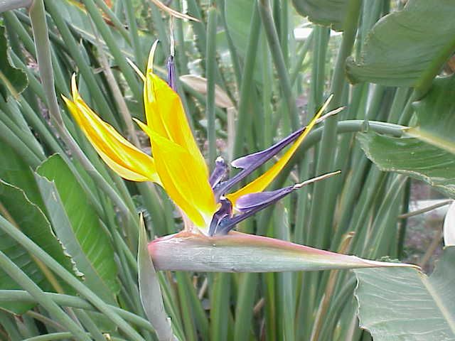 File:Strelitzia reginae0.jpg