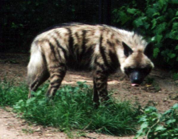 File:Striped Hyena.jpg