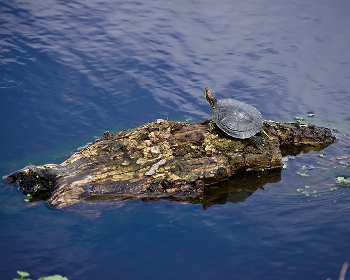 File:Stuck on a Raft (5463893166).jpg