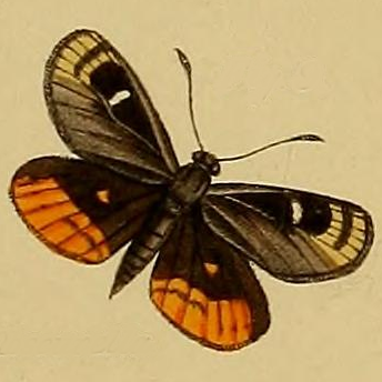 File:Synemon obscurella Westwood 1877.png