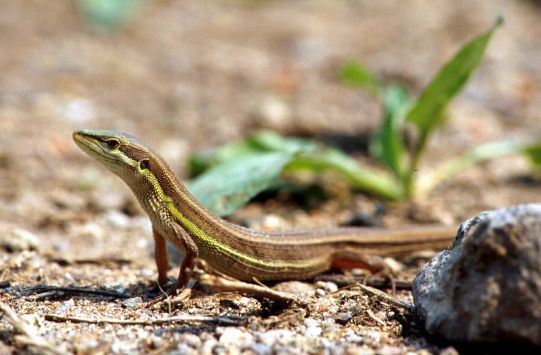 File:Takydromus formosanus by 王緒昂.jpg