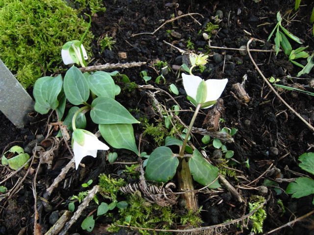 File:Trillium rivale.jpg