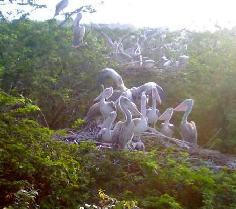 File:Uppalapadu Pelican Colony.jpg