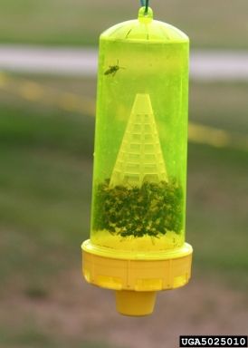 File:Yellowjacket heptyl butyrate trap.jpg