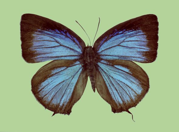 File:Arhopala sakaguchii female upperside.jpg