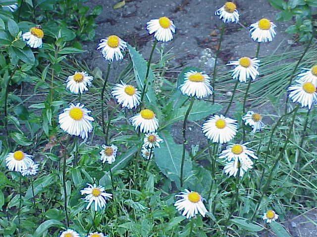 File:Aster tongolensis0.jpg