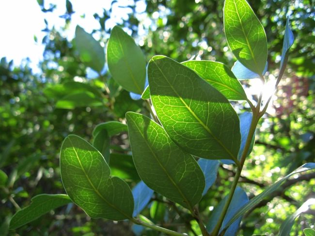 File:Beilschmiedia berteroana.jpg