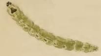 File:Bucculatrix bechsteinella mining larva.JPG