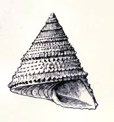 File:Calliostoma indiana 001.jpg