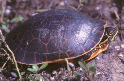 File:Deirochelys reticularia.jpg