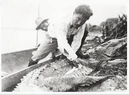 File:Dr. Hideyo Noguchi dissecting a crocodile.jpg