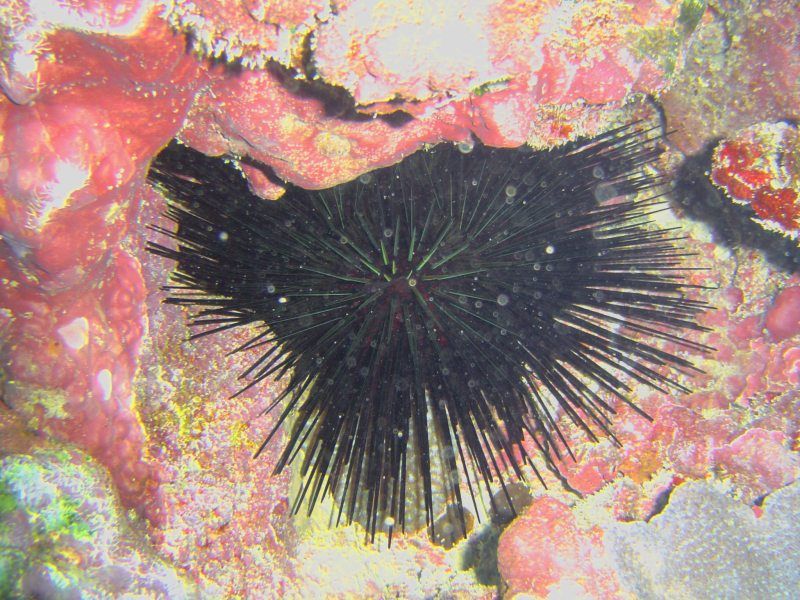 File:Echinothrix diadema (1).jpg