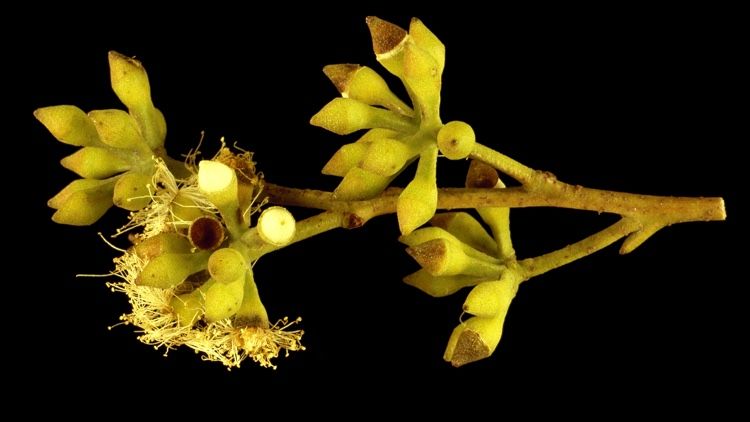 File:Eucalyptus carnea buds.jpg