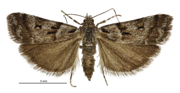 File:Eudonia organaea male.jpg