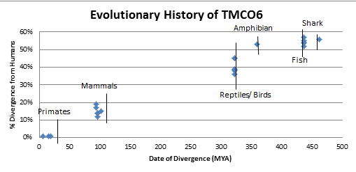 File:Evolutionary History.png