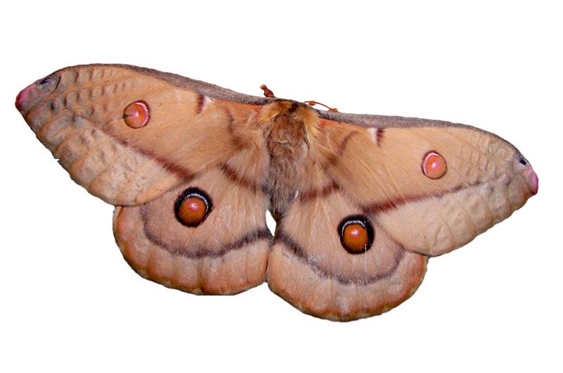 File:Female Emperor Gum Moth.jpg