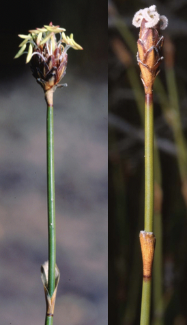 File:Female and male Chordifex hookeri.png