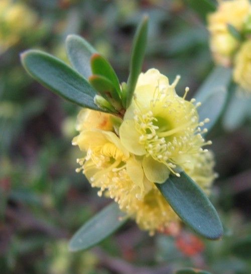 File:Hypocalymma xanthopetalum.jpg