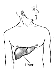 File:Liver2.png