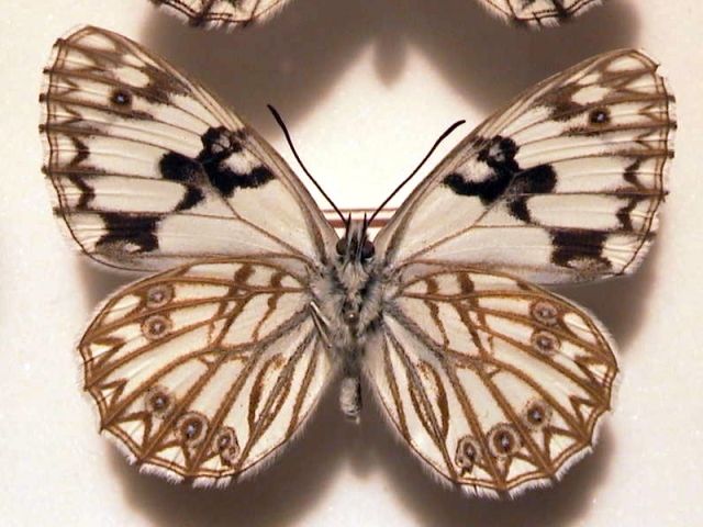 File:Melanargia occitanica.jpg