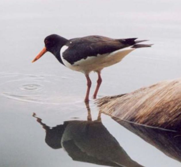 File:Oystercatcher pecking the water.jpg