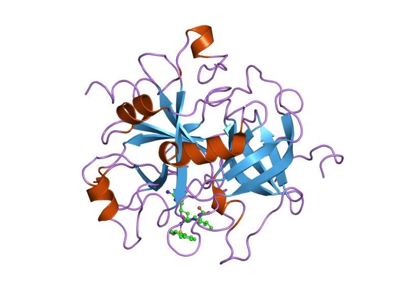 File:PDB 1dwc EBI.jpg