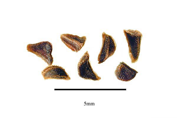 File:Peganum-harmala-seeds.jpg