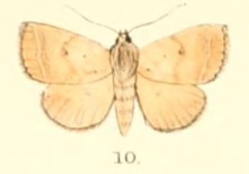 File:Pl.5-10-Plecoptera uniformis (Moore, 1882) (Poaphila).JPG